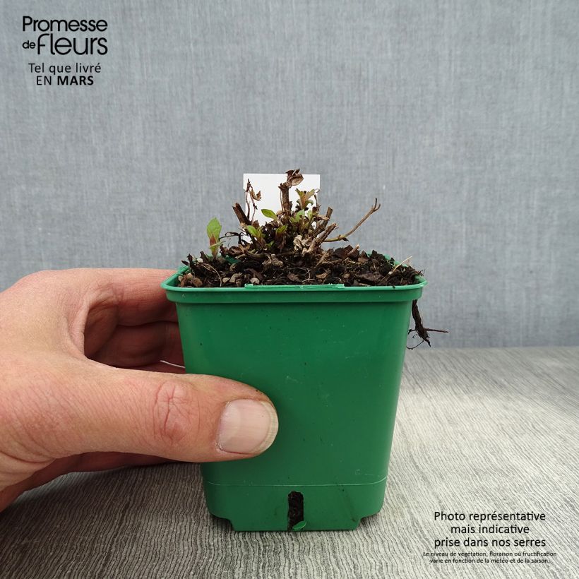 Amostra de Verbena rigida Venosa Vaso de 8/9 cm tal como entregue na primavera