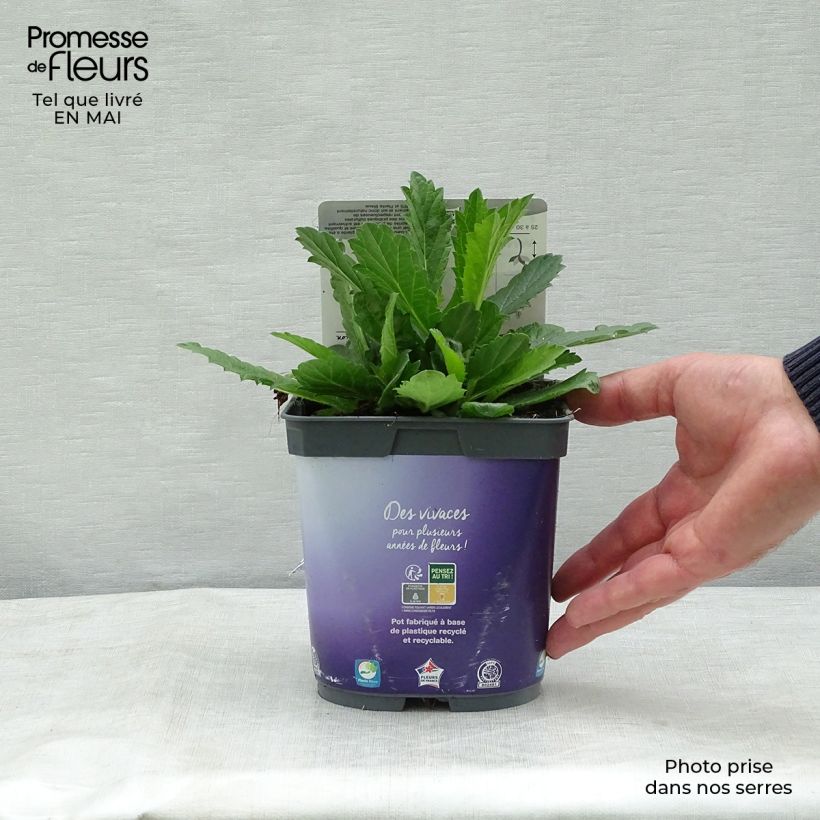 Amostra de Verbena rigida Venosa Vaso de 2 L/3 L tal como entregue na primavera