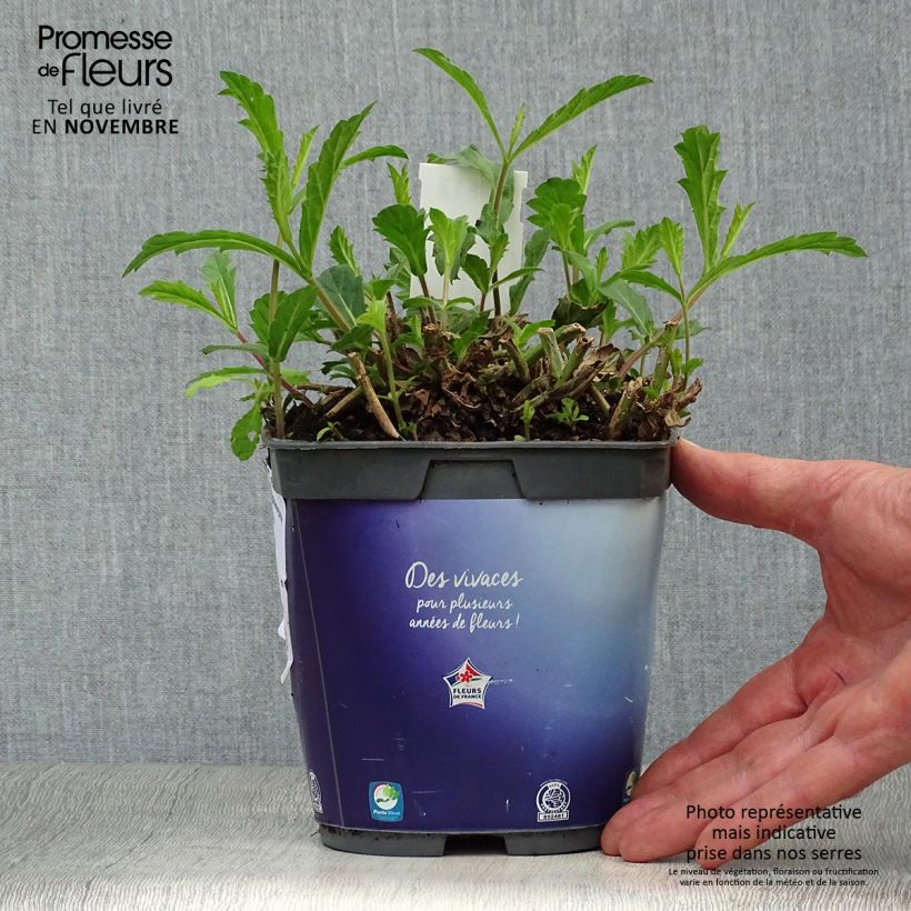 Amostra de Verbena rigida Venosa Vaso de 2 L/3 L tal como entregue no outono