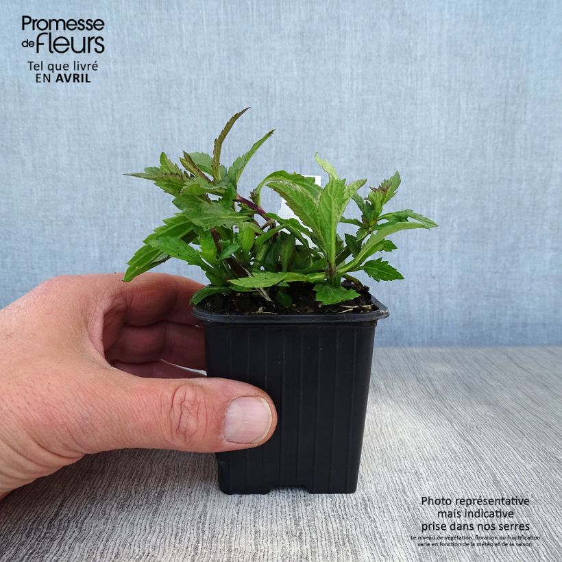 Amostra de Verbena Lavender Spires Vaso de 8/9 cm tal como entregue na primavera