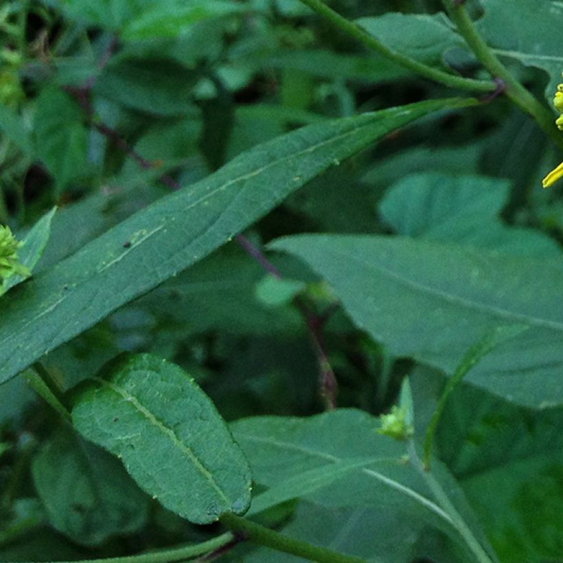 Verbesina alternifolia (Folhagem)