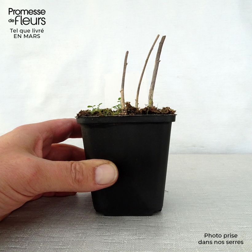 Amostra de Verbesina alternifolia Vaso de 8/9 cm tal como entregue na primavera