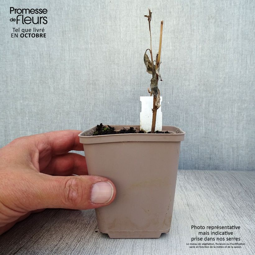 Amostra de Verbesina alternifolia Vaso de 8/9 cm tal como entregue no outono