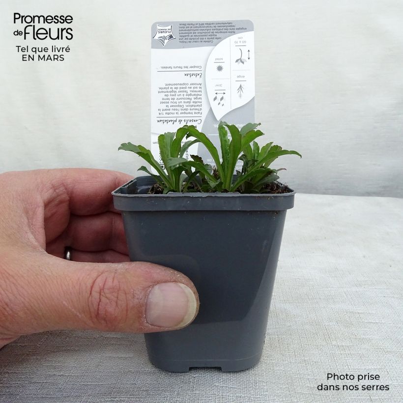 Amostra de Solidago canadensis Vaso de 7/8 cm tal como entregue no inverno
