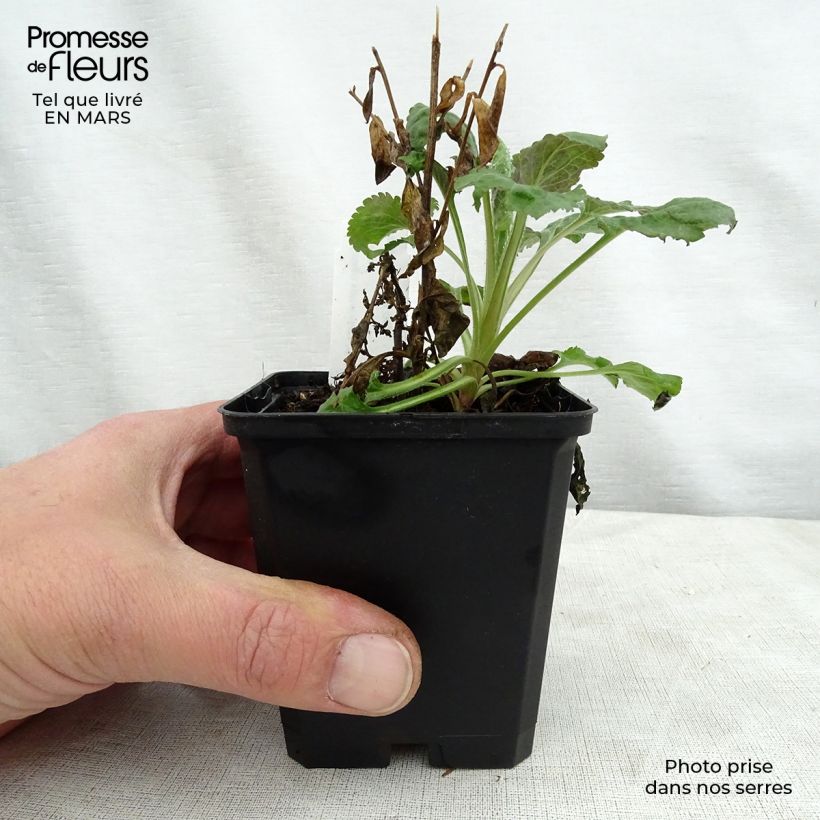 Amostra de Solidago sphacelata Golden Fleece Vaso de 8/9 cm tal como entregue na primavera