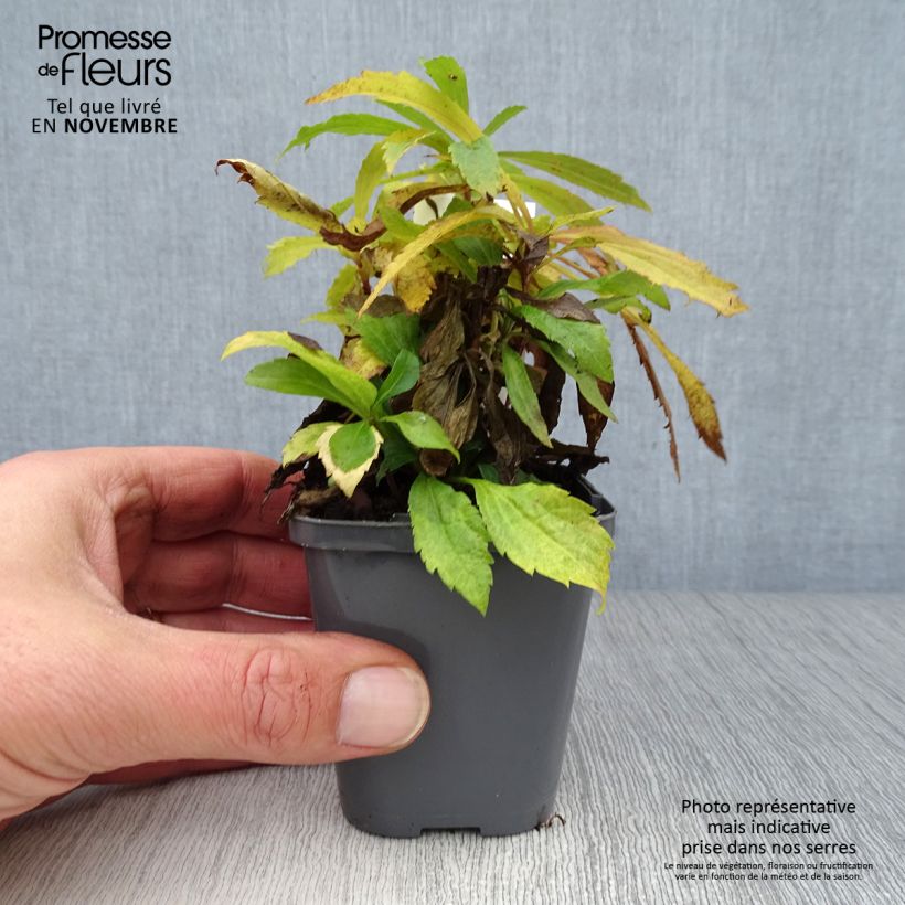 Amostra de Solidago canadensis Vaso de 7/8 cm tal como entregue no outono