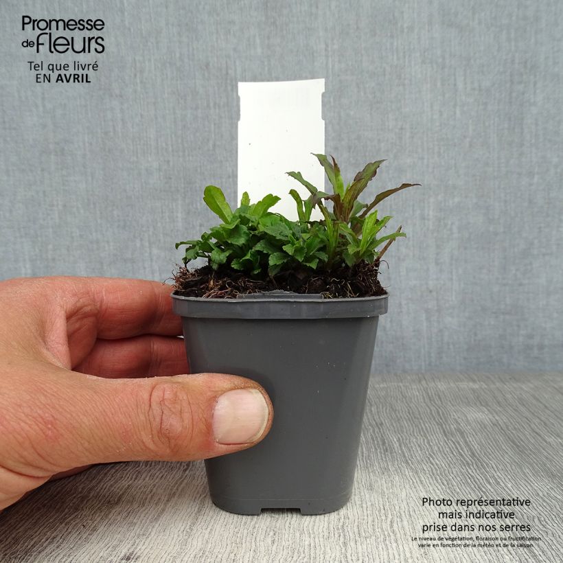 Amostra de Solidago canadensis Vaso de 7/8 cm tal como entregue na primavera