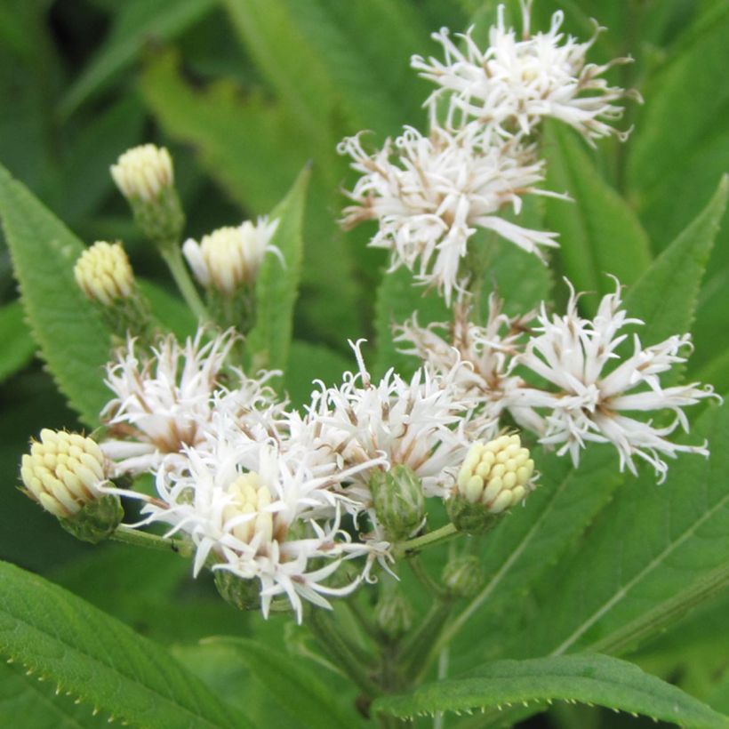 Vernonia crinita var. alba (Floração)