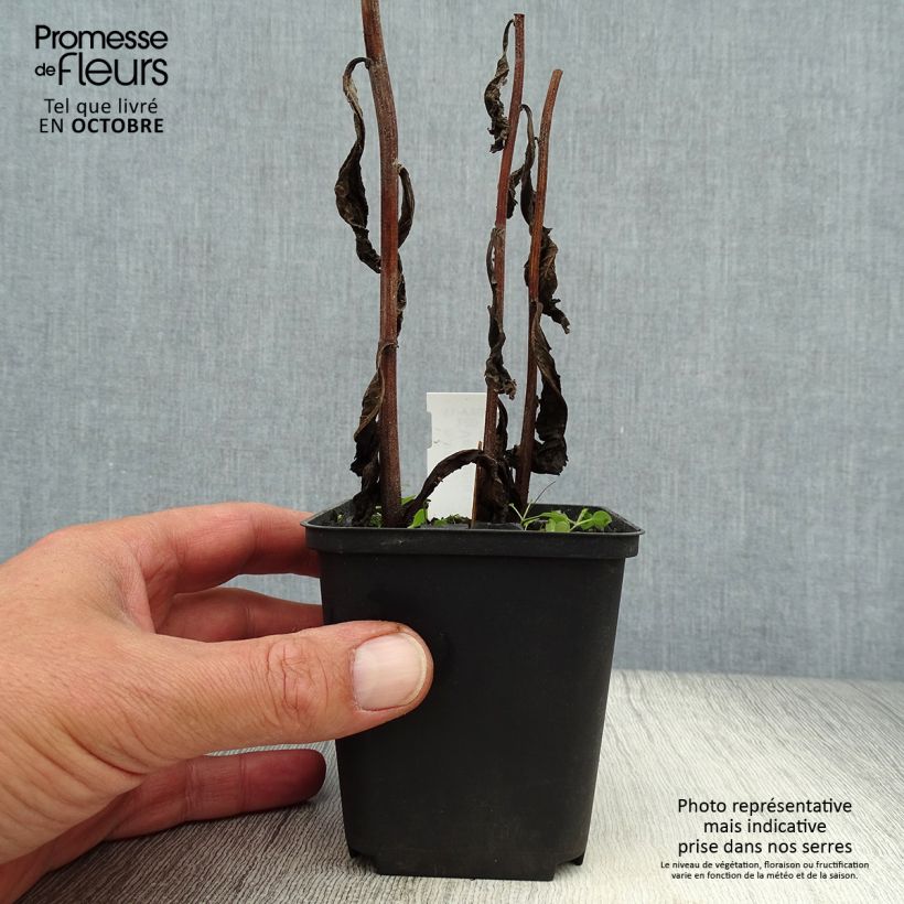 Amostra de Vernonia crinita var. alba Vaso de 8/9 cm tal como entregue no outono