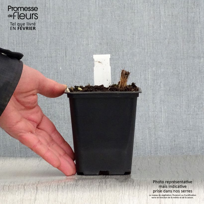 Amostra de Vernonia crinita Alba - Vernone blanche Vaso de 8/9 cm tal como entregue no inverno