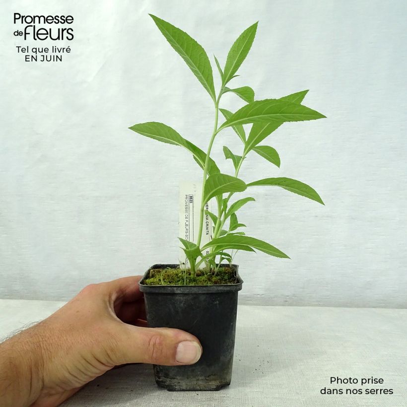 Amostra de Vernonia crinita Vaso de 8/9 cm tal como entregue no verão