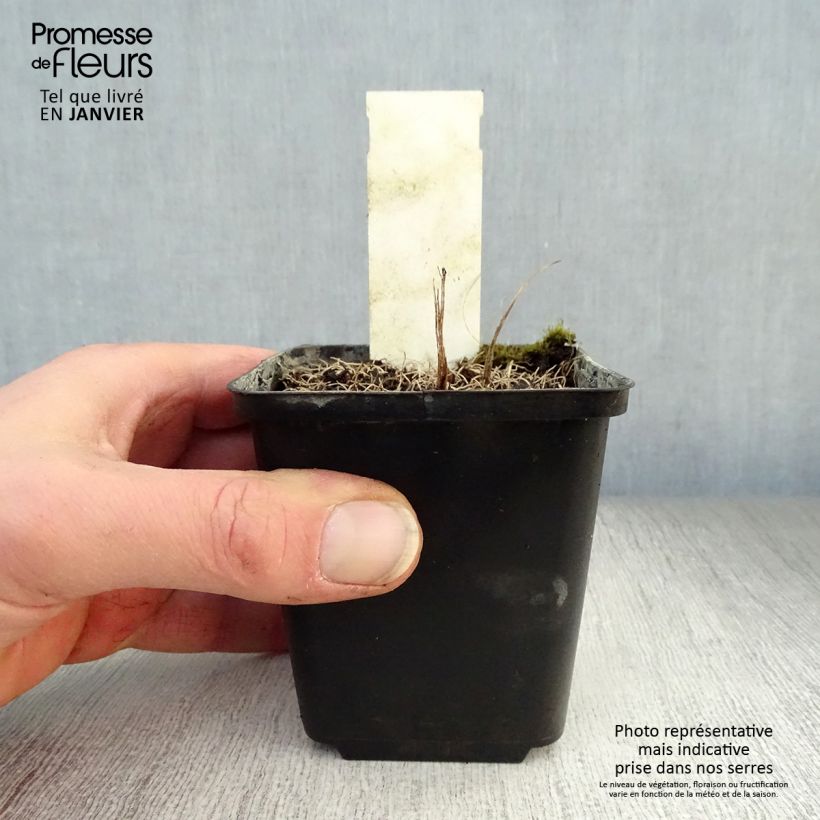 Amostra de Vernonia crinita - Vernone Vaso de 8/9 cm tal como entregue no inverno