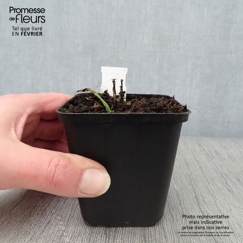 Amostra de Vernonia crinita Mammuth - Vernone violet mauve Vaso de 8/9 cm tal como entregue no inverno