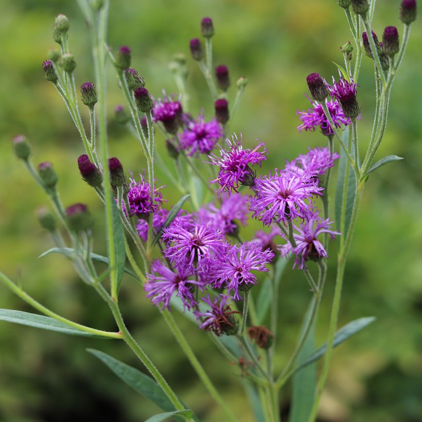 Vernonia crinita (Floração)