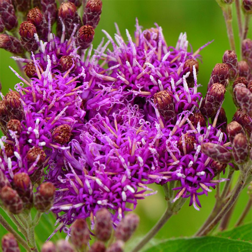 Vernonia fasciculata (Floração)
