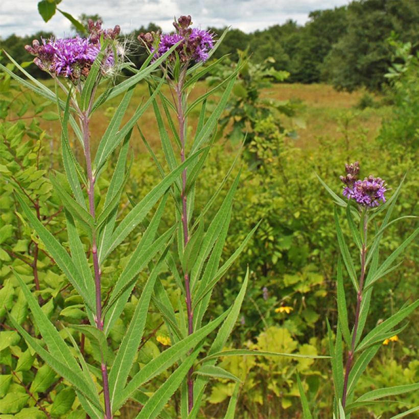 Vernonia fasciculata (Hábito)