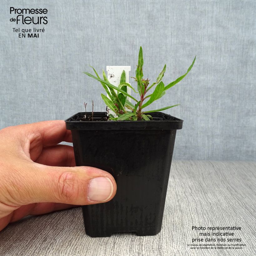 Amostra de Vernonia lettermannii Vaso de 8/9 cm tal como entregue na primavera