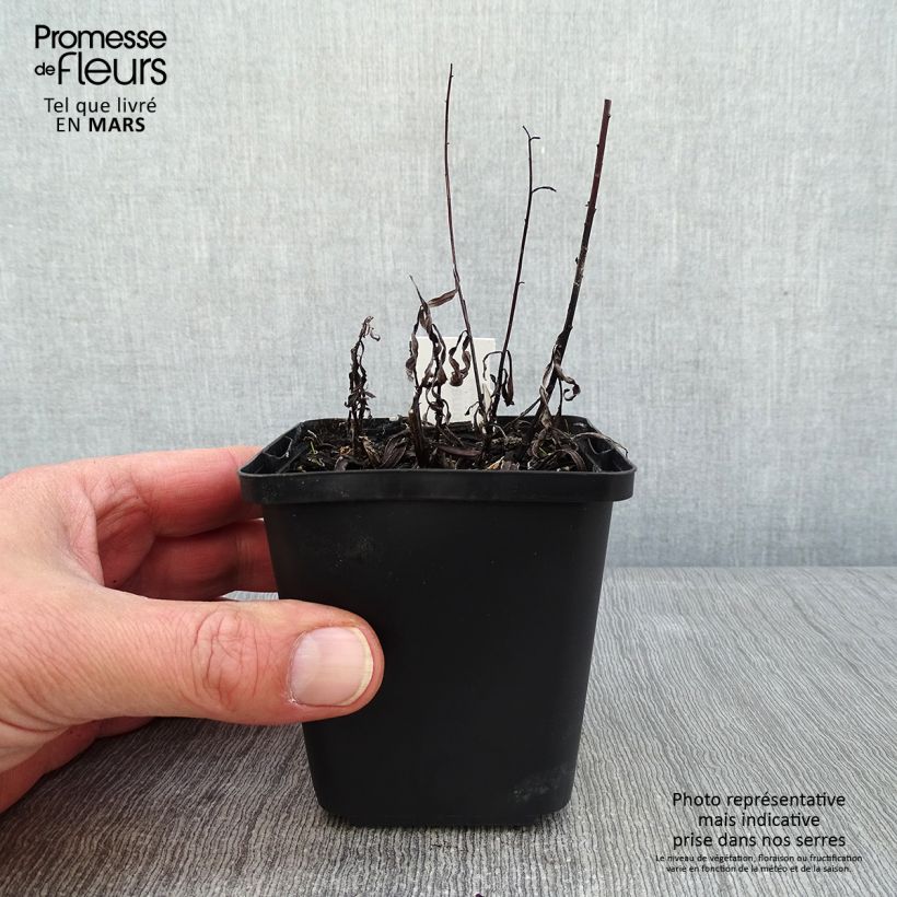 Amostra de Vernonia lettermannii - Vernone de Letterman Godet de 8/9 cm tal como entregue no inverno