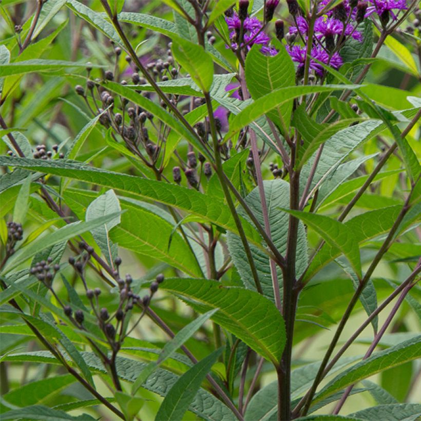 Vernonia noveboracensis (Folhagem)
