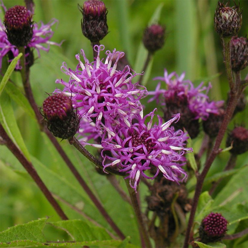 Vernonia noveboracensis (Floração)