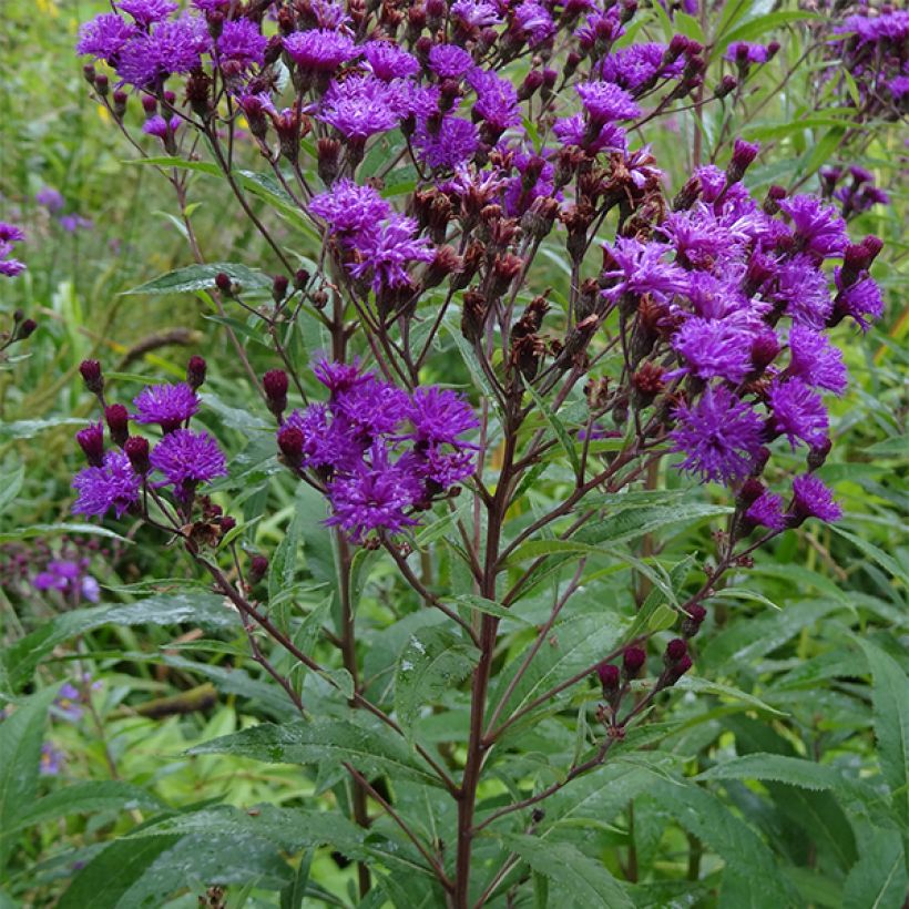Vernonia noveboracensis (Hábito)