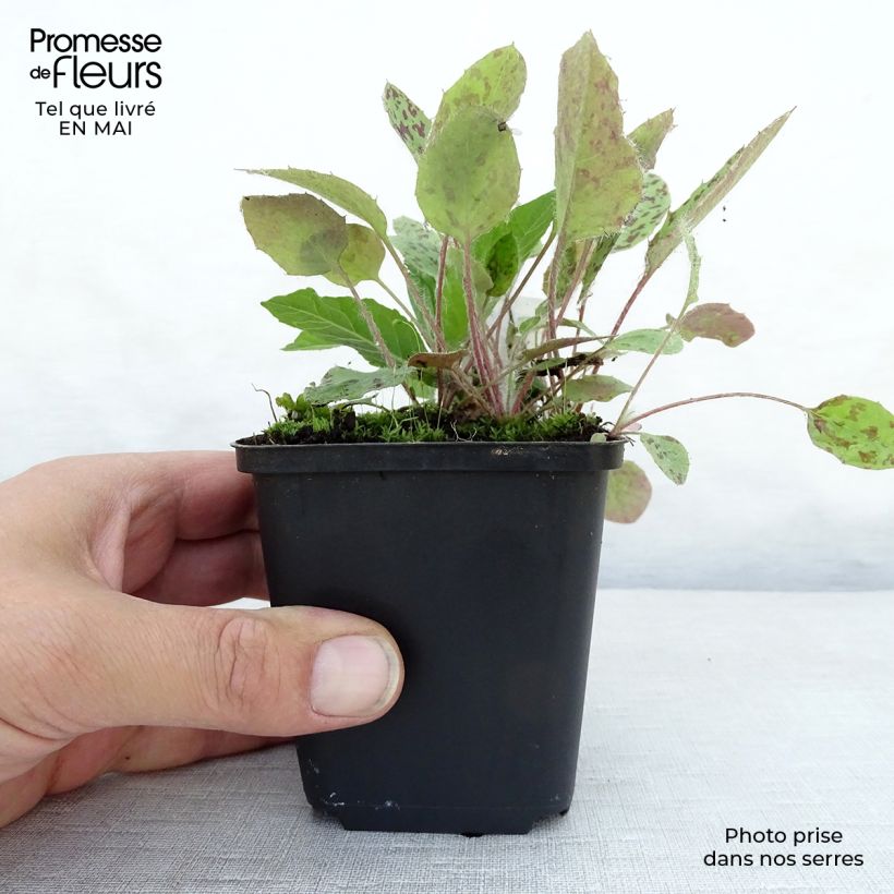 Amostra de Vernonia noveboracensis Vaso de 8/9 cm tal como entregue na primavera