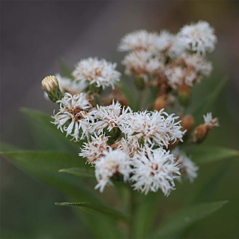 Vernonia noveboracensis White Lightning (Floração)