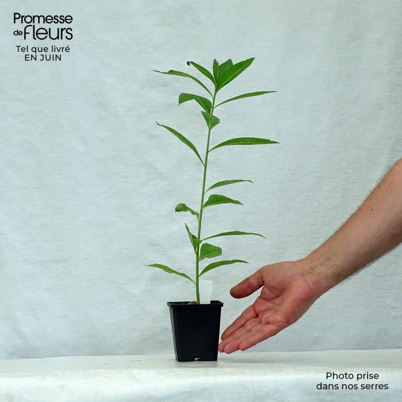 Amostra de Vernonia noveboracensis White Lightning Vaso de 8/9 cm tal como entregue no verão