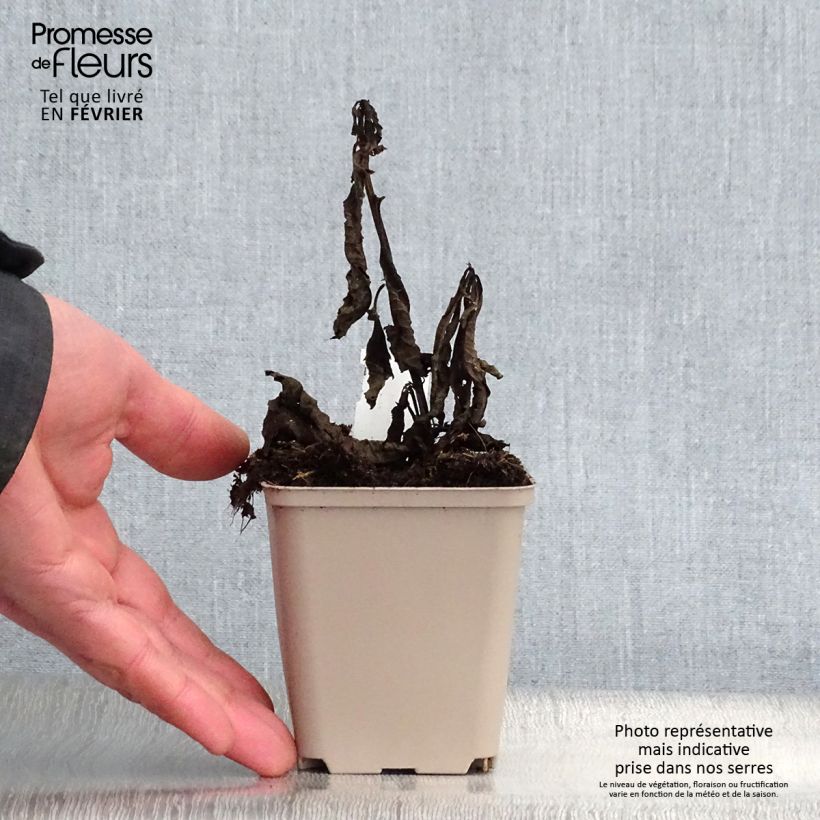 Amostra de Vernonia noveboracensis White Lightning Vaso de 8/9 cm tal como entregue no inverno