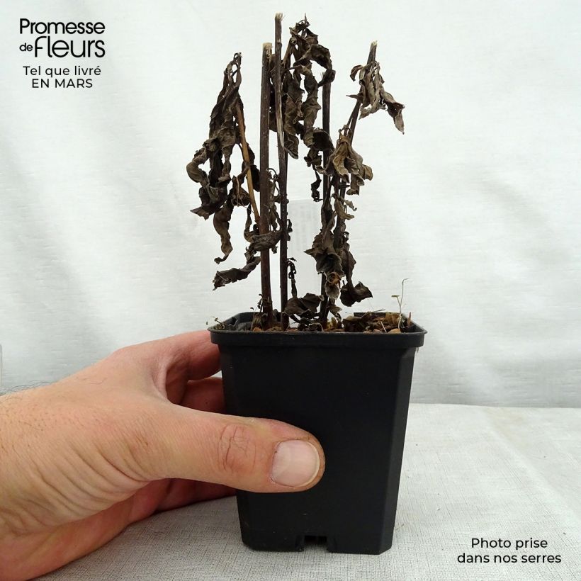 Amostra de Vernonia noveboracensis White Lightning Vaso de 8/9 cm tal como entregue na primavera