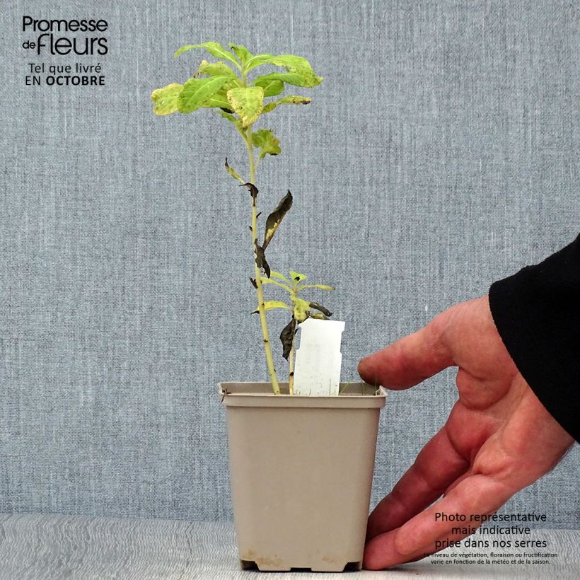Amostra de Vernonia noveboracensis White Lightning Vaso de 8/9 cm tal como entregue no outono