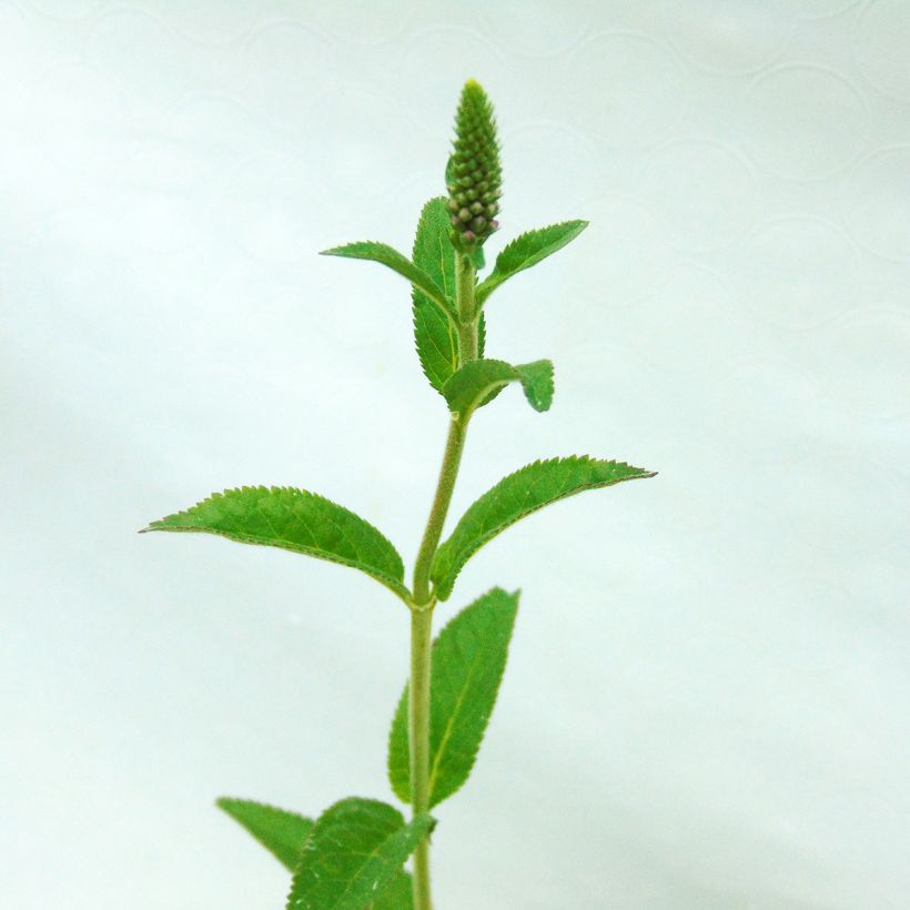 Veronica First Match (Folhagem)