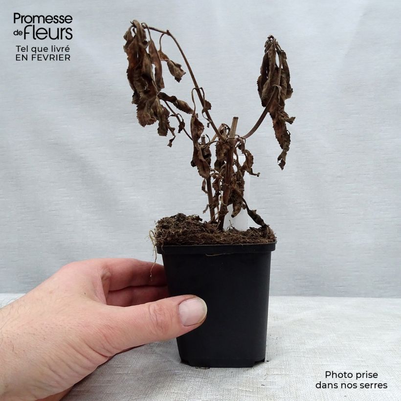 Amostra de Veronica First Match - Véronique à longues feuilles Godet de 8/9 cm tal como entregue no inverno