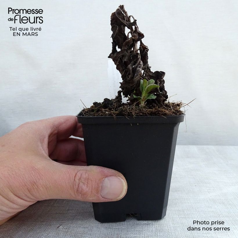 Amostra de Veronica Sunny Border Blue Vaso de 8/9 cm tal como entregue na primavera