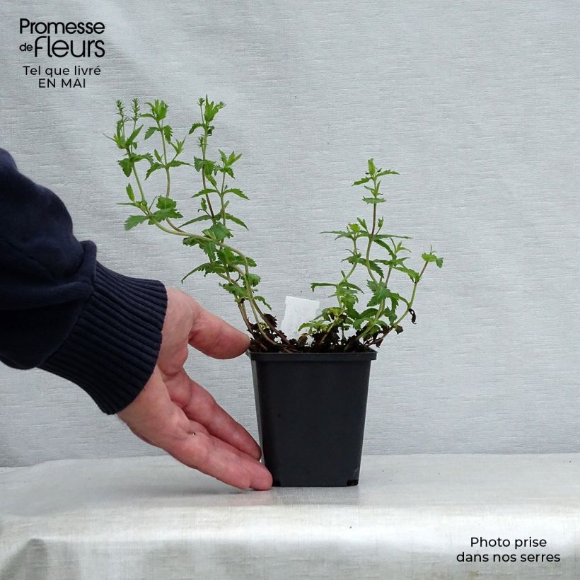 Amostra de Veronica austriaca Knallblau Vaso de 8/9 cm tal como entregue na primavera