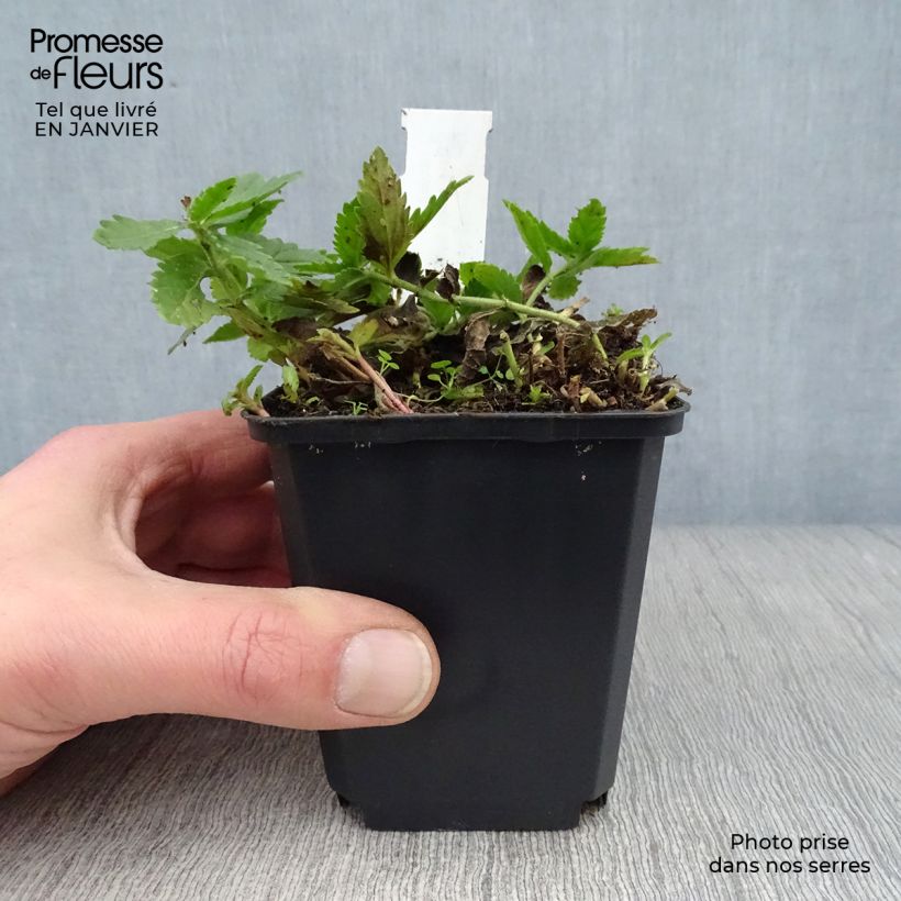 Amostra de Veronica austriaca Knallblau - Véronique d'Autriche Vaso de 8/9 cm tal como entregue no inverno