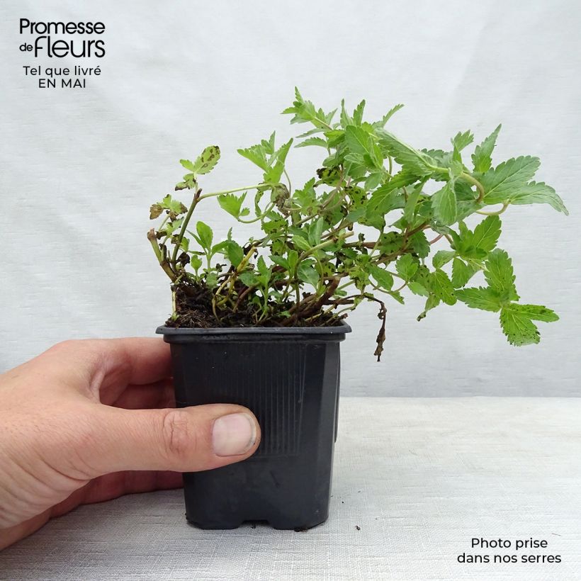 Amostra de Veronica austriaca Royal Blue Vaso de 8/9 cm tal como entregue na primavera