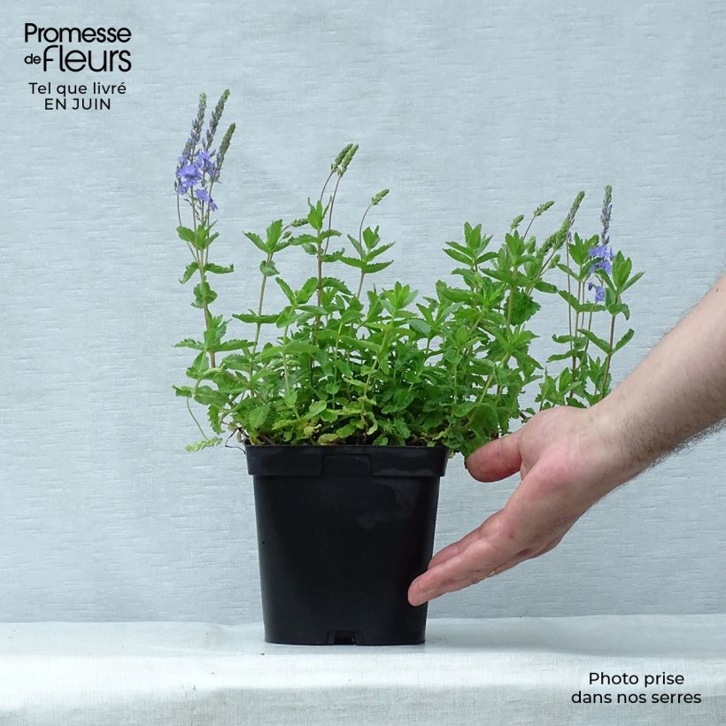 Amostra de Veronica austriaca Royal Blue Vaso de 2 L/3 L tal como entregue no verão