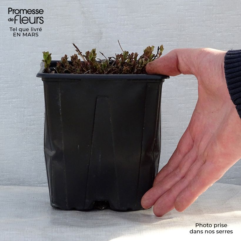 Amostra de Veronica austriaca Royal Blue Vaso de 2 L/3 L tal como entregue na primavera