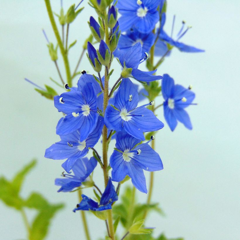 Veronica austriaca Royal Blue (Floração)