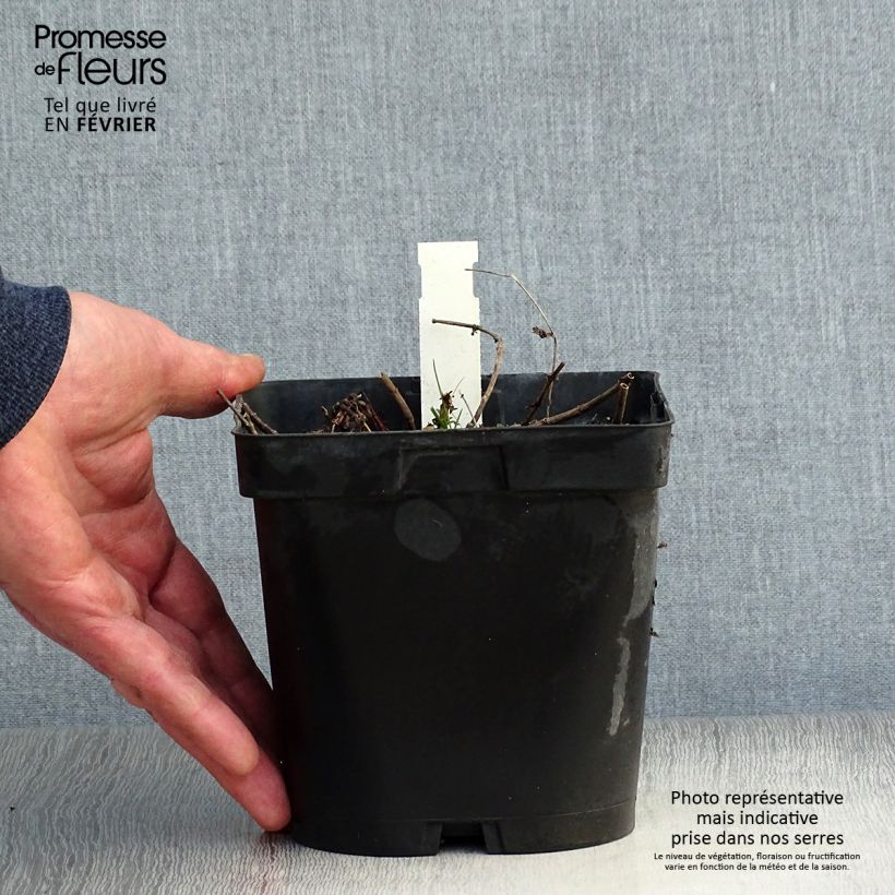 Amostra de Veronica austriaca Royal Blue Vaso de 2 L/3 L tal como entregue no inverno