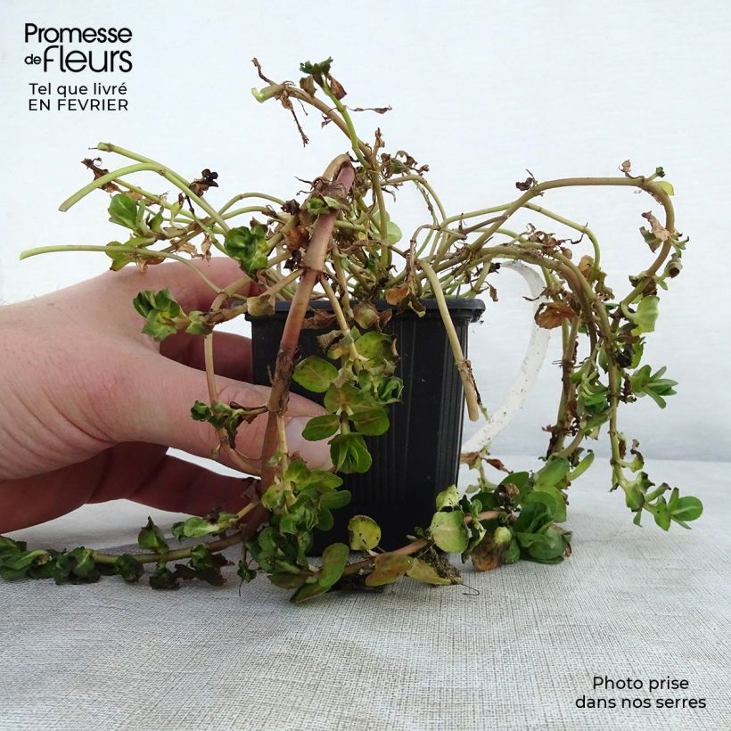 Amostra de Veronica beccabunga - véronique des ruisseaux Godet de 8/9 cm tal como entregue no inverno