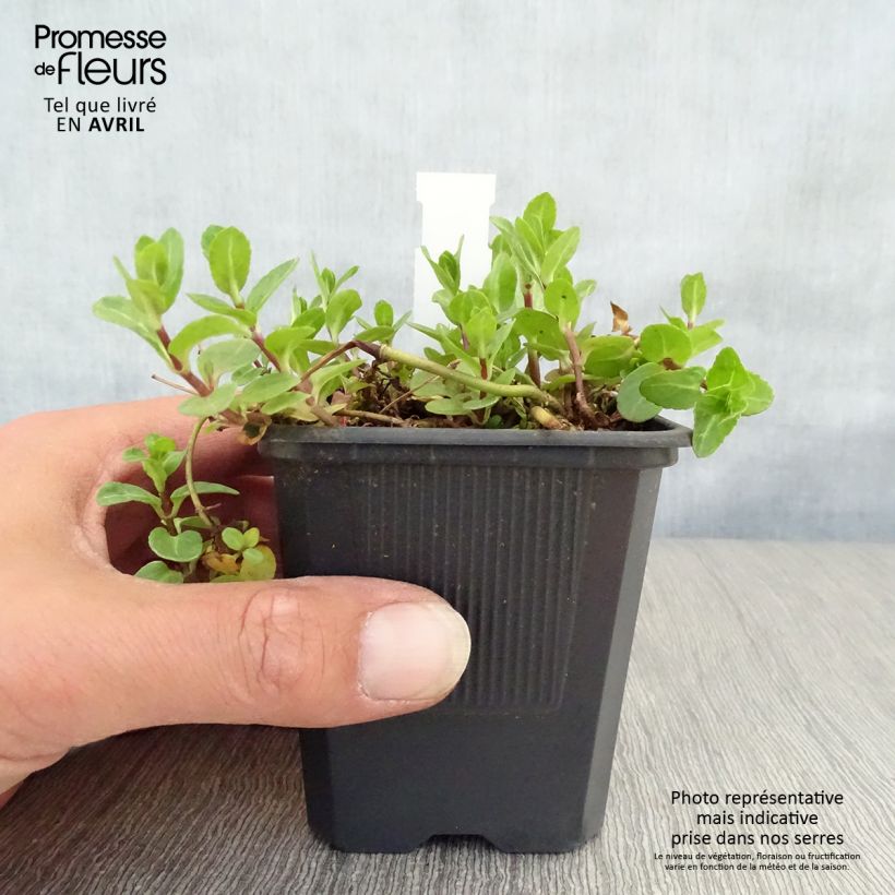 Amostra de Veronica beccabunga Vaso de 8/9 cm tal como entregue na primavera