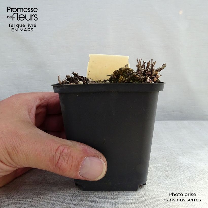 Amostra de Veronica gentianoides Barbara Sherwood - Véronique du Caucase Vaso de 8/9 cm tal como entregue no inverno