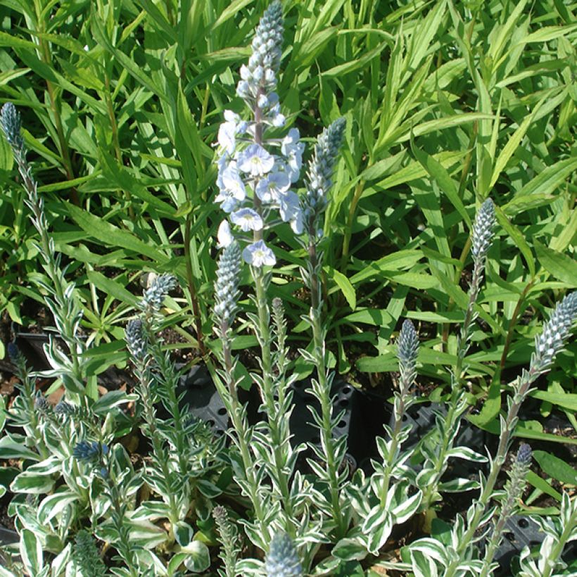Veronica gentianoides Variegata (Hábito)