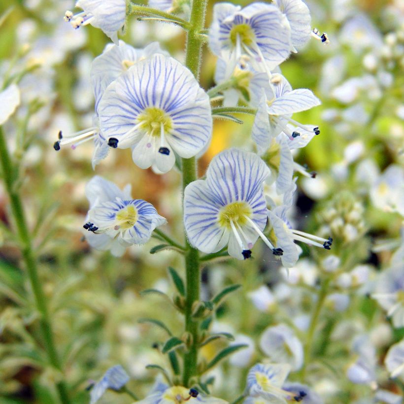 Veronica gentianoides Variegata (Floração)