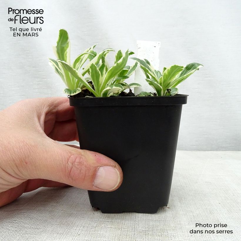 Amostra de Veronica gentianoides Variegata Vaso de 8/9 cm tal como entregue na primavera