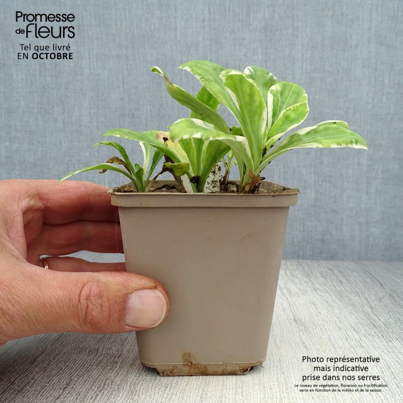 Amostra de Veronica gentianoides Variegata Vaso de 8/9 cm tal como entregue no outono