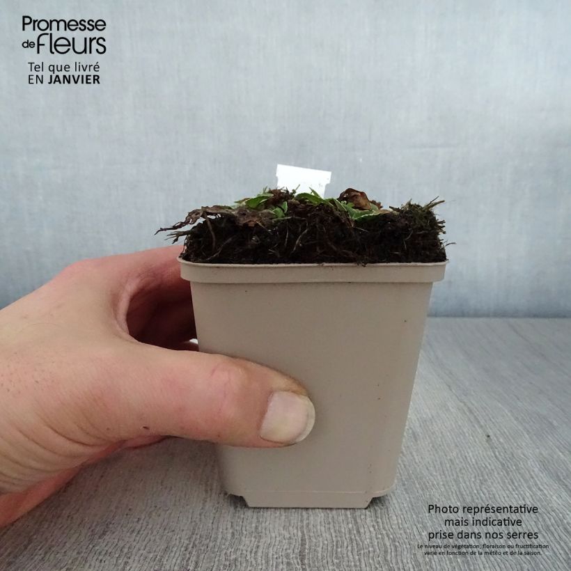 Amostra de Veronica gentianoides Variegata - Véronique du Caucase Vaso de 8/9 cm tal como entregue no inverno