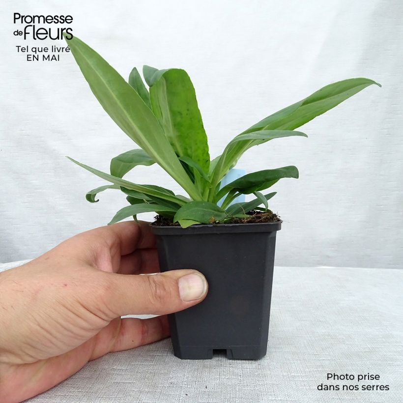 Amostra de Veronica gentianoides Vaso de 8/9 cm tal como entregue na primavera